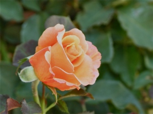 rose (2)